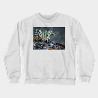 Fiddlehead Ferns Crewneck Sweatshirt